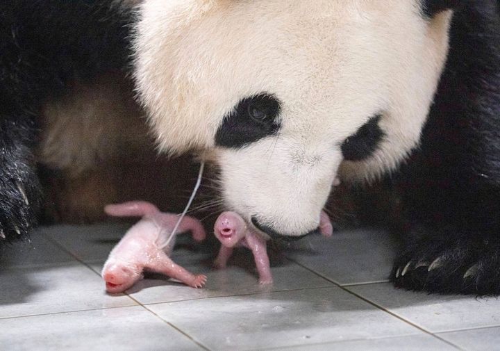 This photo provided by Samsung C&T Corp. shows giant panda Ai Bao and her twin cubs at an amusement park in Yongin, South Korea. Ai Bao gave birth to the cubs, both female, last Friday at the Everland theme park. (Samsung C&T Corp. via AP)