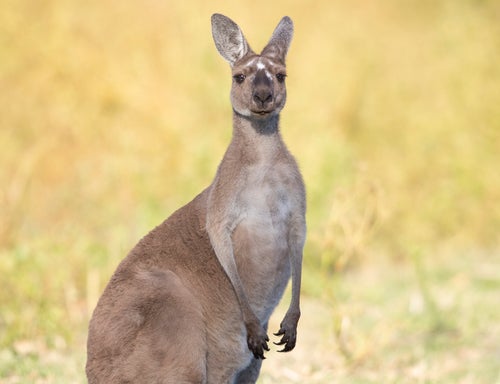 中に絶対ヒト入ってる」動物園のカンガルーさん、暑さに負ける姿が