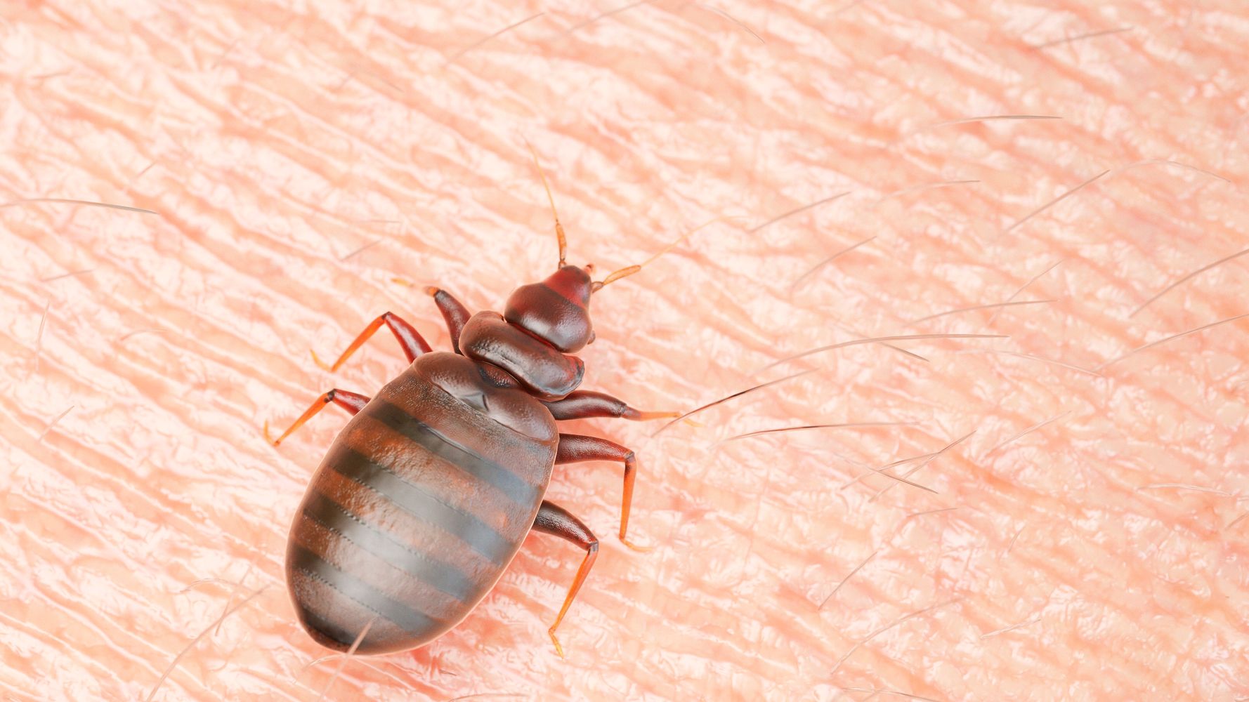 Bed Bug Signs To Watch For Around Your Maryland Home