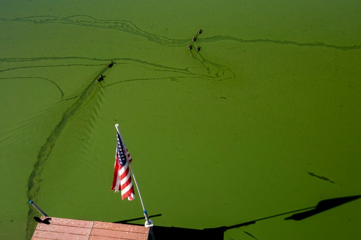 Ducks swim in green water near a dock flying an American flag during a harmful bloom of blue-green algae in Lake Elsinore, California, on Aug. 25, 2022. The same type of algae plagues Suffolk County more than any other county in New York state.