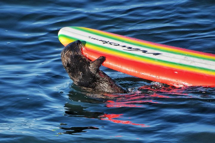 Surfboard-Stealing Sea Otter Wanted By Authorities | HuffPost Impact