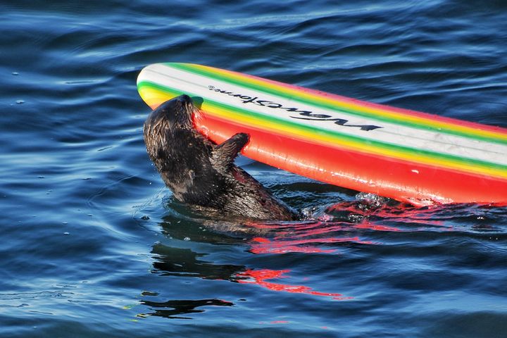 The otter with her ill-gotten loot off the coast of California.