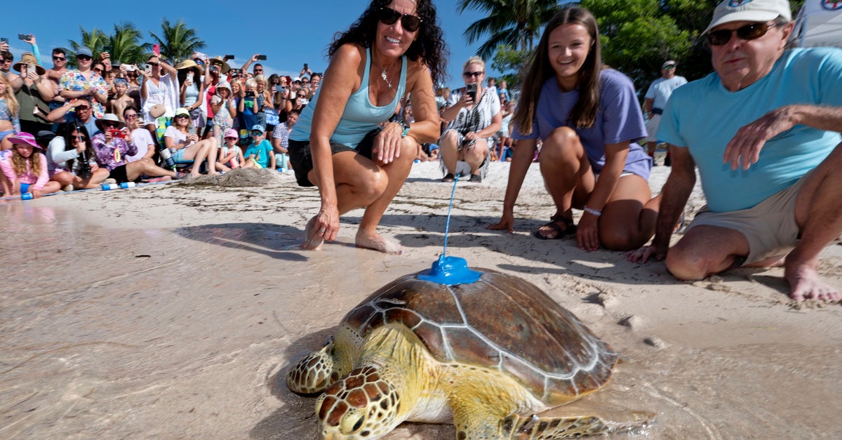 Turtle Rac Rehabilitated Sea Turtle Swims Into Tour De Turtles Race In Florida ...