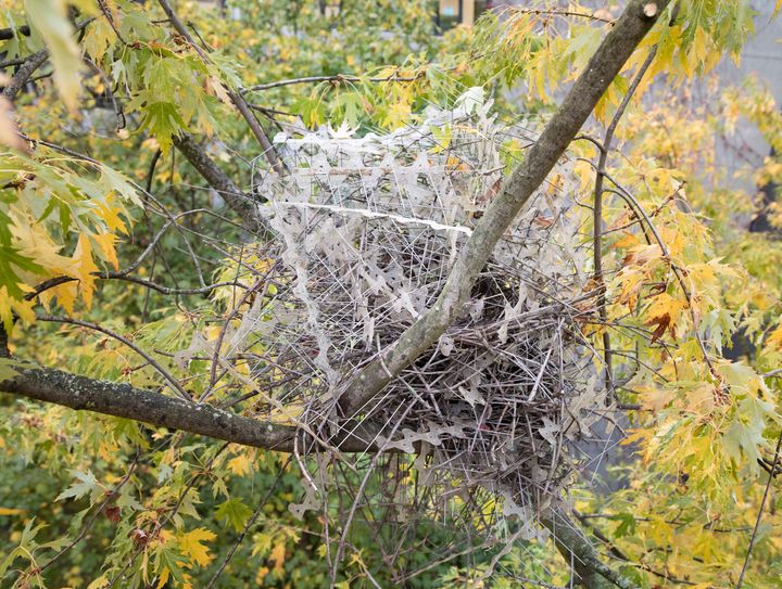 A magpie nest that incorporates repurposed anti-bird spikes.