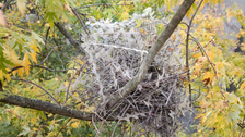 Crows And Magpies Are Building Nests Out Of Anti-Bird Spikes