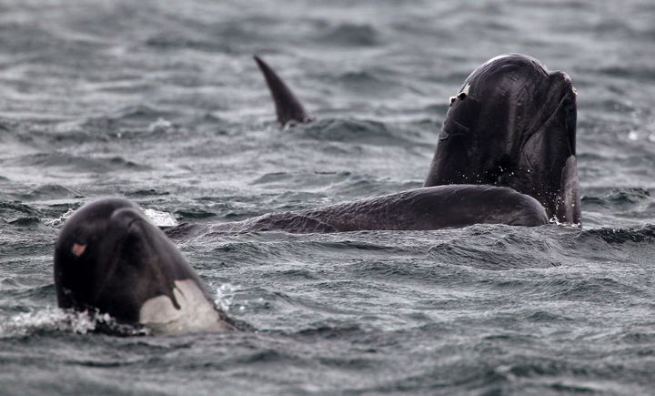 Pilot whales live in the waters around Northern Europe, and have been stranded on Scottish beaches before 