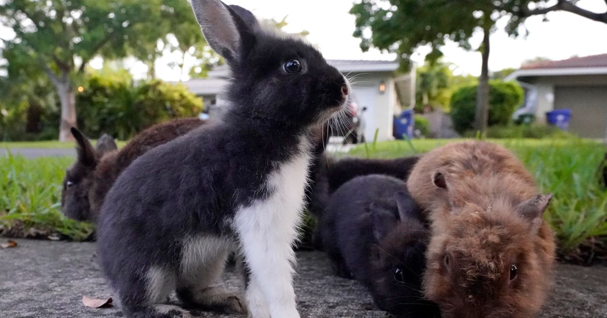 Florida Suburb Grapples with Invasion of Domestic Rabbits