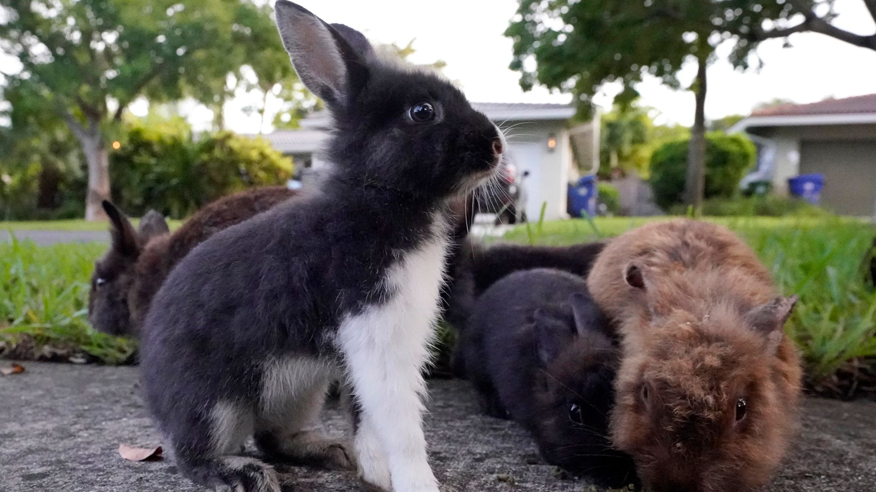 Florida Suburb Faces Invasion of Domestic Rabbits | HuffPost Weird