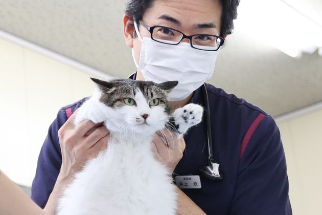 井上動物病院で飼っている雑種猫「ねぎ」は輸血にも大活躍。「ねぎのおかげで命をつないだ猫ちゃんがたくさんいます」と井上院長