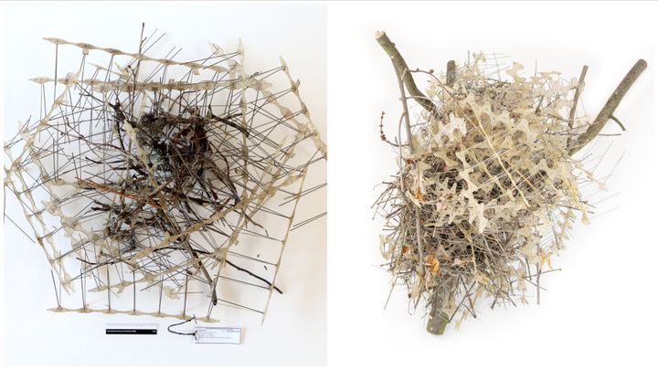 （左から）アウケ・フロリアン・ヒームストラ氏が投稿した、鳥よけスパイクを使ったカラスとカササギの巣