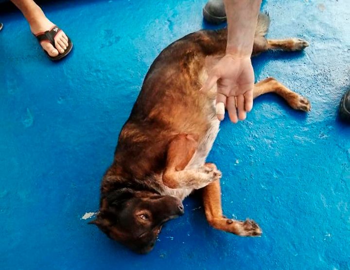 Bella the dog survived three months at sea on a diet of raw fish and rainwater, her owner said.