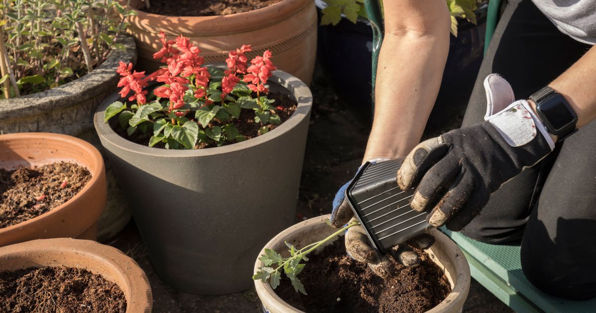 Expert Reveals the Essential Cheap Tool for UK Gardeners | HuffPost UK Life