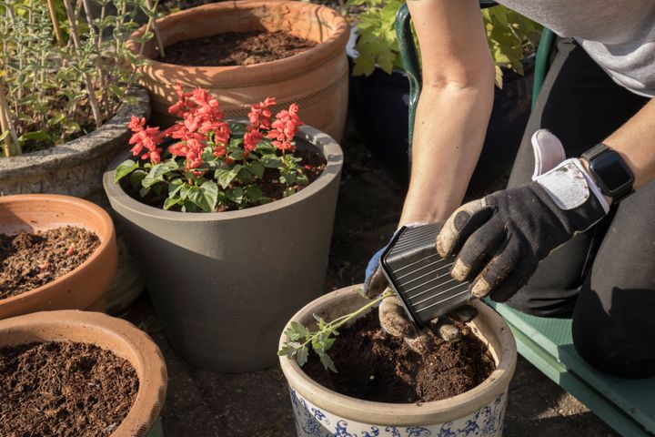 Expert Reveals the Essential Cheap Tool for UK Gardeners | HuffPost UK Life