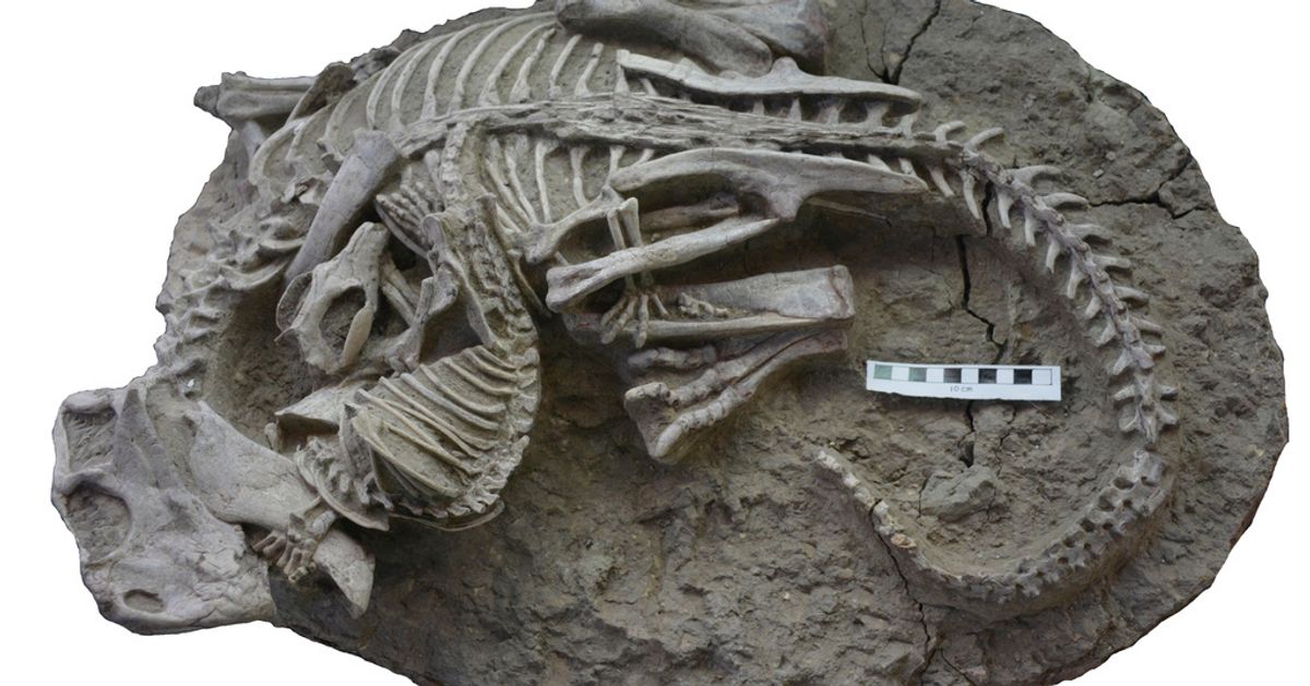 Mammals Might Have Hunted Down Dinosaurs For Dinner, Uncommon Fossil Suggests