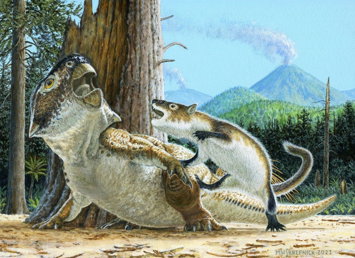 Questa illustrazione fornita dal Canadian Museum of Nature mostra la ricostruzione di un dinosauro attaccato da un mammifero 125 milioni di anni fa.  L'insolito fossile proveniente dalla Cina suggerisce che alcuni dei primi mammiferi potrebbero aver cacciato carne di dinosauro per cena.  Il fossile mostra una creatura simile a un tasso che mastica un dinosauro con il becco tre volte più grande.  La ricerca pubblicata martedì 18 luglio 2023 aggiunge prove crescenti del fatto che anche quando i dinosauri governavano la Terra, alcuni mammiferi si ribellavano.  (Michael W. Skrepnick/Museo canadese della natura tramite AP)