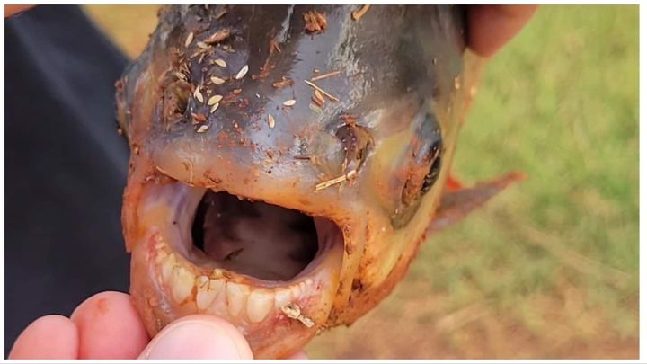 An Oklahoma boy recently discovered a Piranha-like fish called a Pacu while fishing.