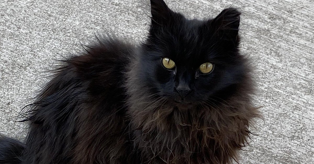 Colorado Cat Up For Adoption After Years At Baseball Field | HuffPost ...