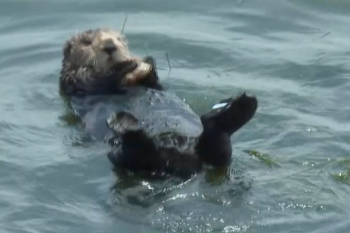 In this image from video, a sea otter that escaped capture eats a crab off the coast of Santa Cruz, California, Wednesday, July 19, 2023.