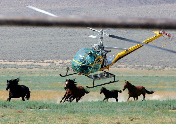 FILE - A cattle helicopter pilot captures wild horses from the Fox & Lake Herd Management Area, July 13, 2008, in Washoe County, Nevada.
