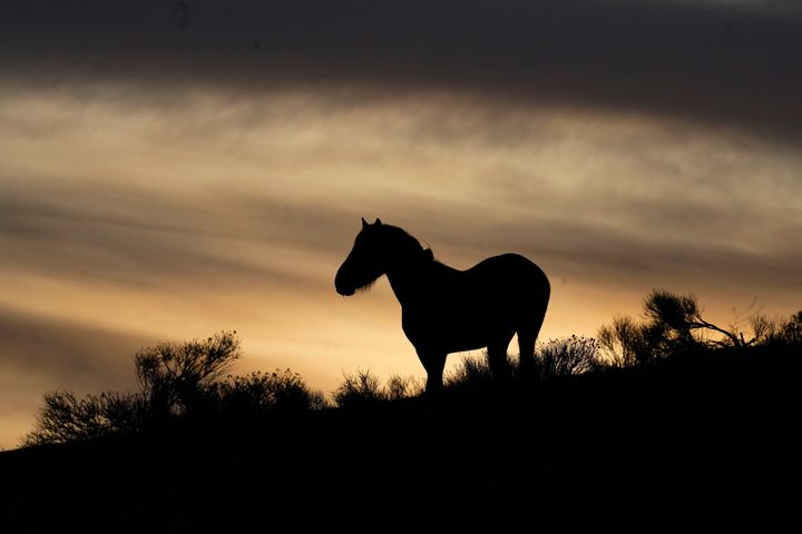 FILE - A wild horse stands on a hillside on the Fort McDermitt Paiute-Shoshone Indian Reservation, April 24, 2023, near McDermitt, Nevada.