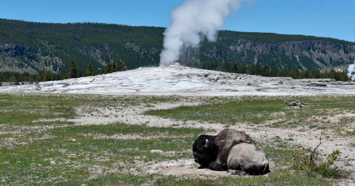 Arizona Woman Injured In Yellowstone Bison Attack Says Yes To Hospital Proposal Arizona Woman Injured In Yellowstone Bison Attack Says Yes To Hospital Proposal