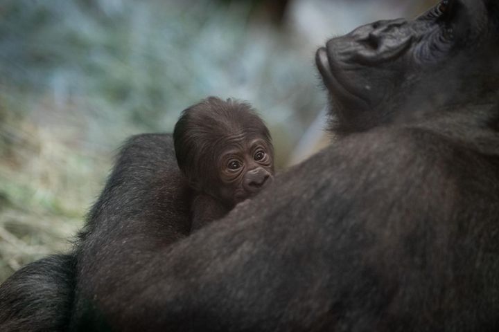 生まれたばかりの赤ちゃんを抱っこするゴリラのサリー＝2023年7月、アメリカ・オハイオ州