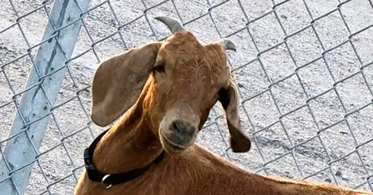 Missing Goat 'We're Getting Closer': Texans Using Horses, ATVs To Track Down Missing ...