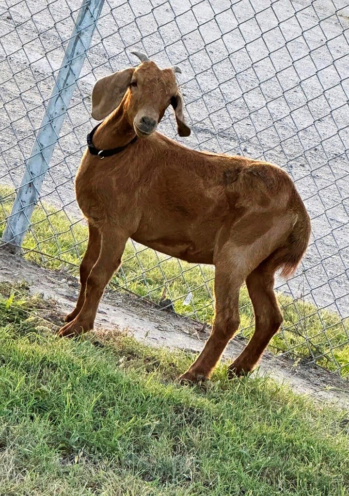 This photo, provided by the Willacy County Livestock Show and Fair, shows the rodeo goat that went missing on July 15. On Sunday, possible goat tracks were spotted in a cotton field near Lyford, Texas.