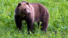 Woman Found Dead After Grizzly Bear Encounter Near Yellowstone National Park