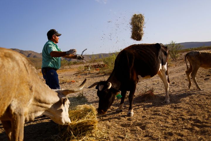 Αγρότης ταϊζει ζώα που έχουν επηρεαστεί από τη ζέστη και την ξηρασία (Τσιχουαχούα, Μεξικό).