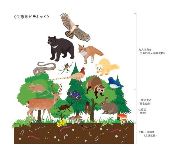 水源涵養力が高い森＝生物多様性が豊かな森とわかってきた