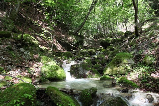 サントリー天然水の森がある、山梨県北杜市白州町の神宮川上流の様子（2011年）