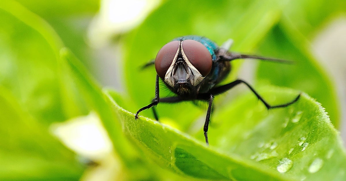 Beware Of This UK Fly's Bites They Can Lead to Painful Blisters