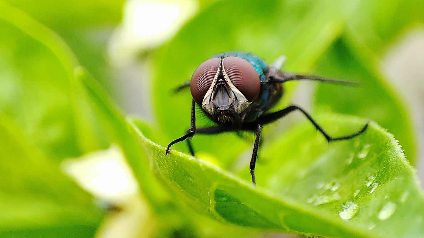Beware Of This UK Fly's Bites – They Can Lead to Painful Blisters ...