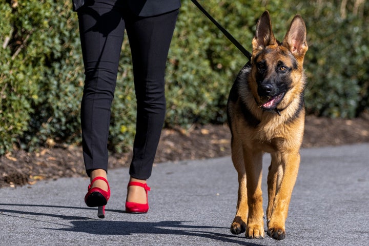 First lady Jill Biden walks the Bidens' German shepherd Commander, March 13, 2022, in Washington, D.C.