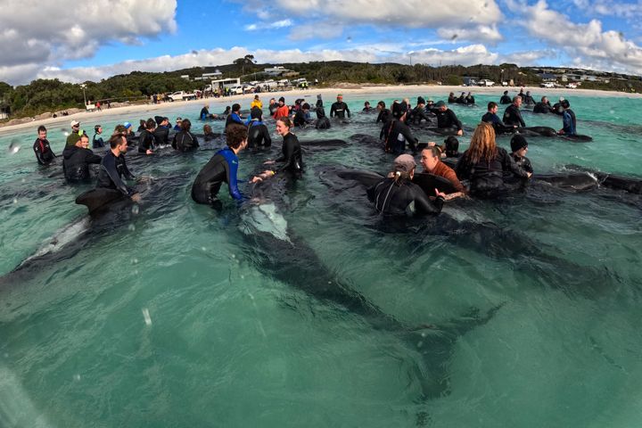 Σε αυτή τη φωτογραφία διασώστες προσπαθούν να οδηγήσουν τις φάλαινες που έχουν εγκλωβιστεί στην παραλία Cheynes στην Αυστραλία, πίσω στον ωκεανό. (26/7/2023).