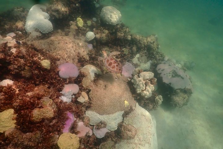 Σε αυτήν την εικόνα που παρέχει η NOAA, ένα ψάρι κολυμπά κοντά σε κοράλλια που δείχνουν σημάδια λεύκανσης στο Cheeca Rocks στα ανοιχτά της ακτής της Islamorada, Φλόριντα, στις 23 Ιουλίου 2023. Οι επιστήμονες έχουν δει καταστροφικά αποτελέσματα από το ζεστό νερό που περιβάλλει τη Φλόριντα — λεύκανση κοραλλιών που σε μερικές περιπτώσεις σημαίνει θάνατος. (Andrew Ibarra/NOAA via AP)