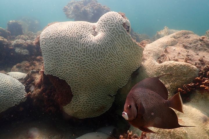 Σε αυτήν την εικόνα που παρέχει η NOAA, ένα ψάρι κολυμπά κοντά σε κοράλλια που δείχνουν σημάδια λεύκανσης στο Cheeca Rocks στα ανοιχτά της ακτής της Islamorada, Φλόριντα, στις 23 Ιουλίου 2023. Οι επιστήμονες έχουν δει καταστροφικά αποτελέσματα από το ζεστό νερό που περιβάλλει τη Φλόριντα — λεύκανση κοραλλιών που σε μερικές περιπτώσεις σημαίνει θάνατος. (Andrew Ibarra/NOAA via AP)