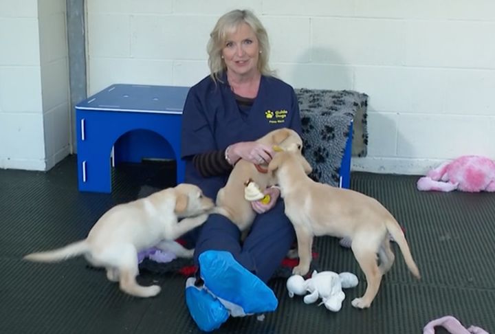 Carol Kirkwood visited the guide dog centre on Wednesday