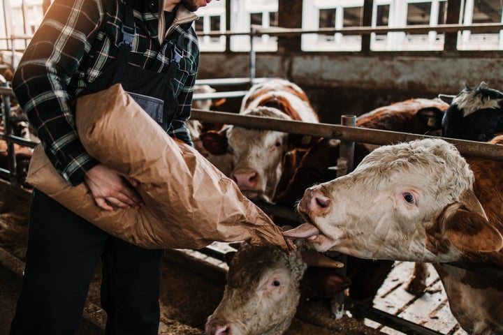 Could dairy cows soon be made redundant?