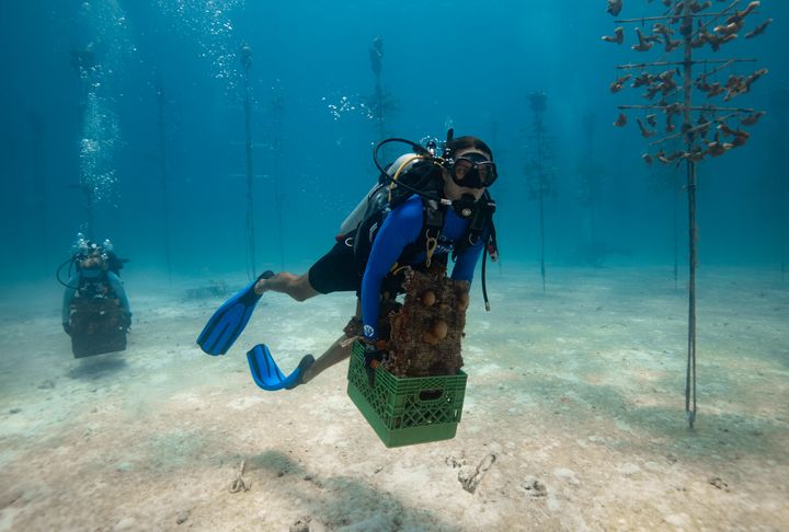 Divers with the Coral Restoration Foundation evacuate corals from its Tavernier Coral Tree Nursery in the Florida Keys on July 23. An extreme marine heat wave is devastating coral reefs throughout South Florida.