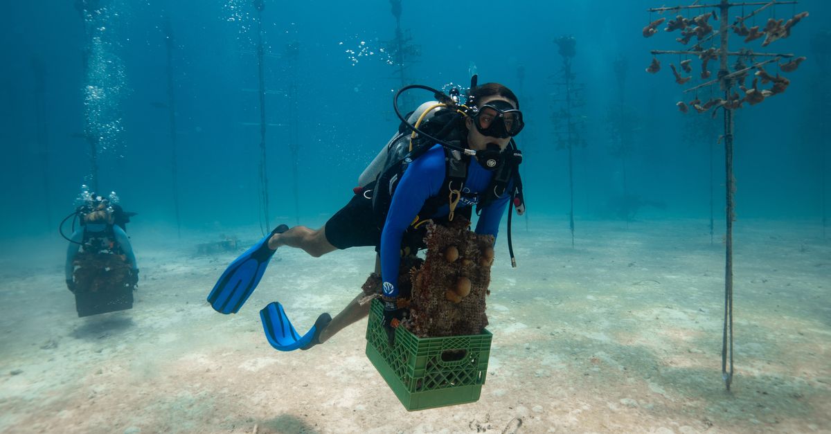 Des scientifiques retirent des coraux de la mer pour les sauver