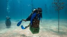 

    In The Florida Keys, Scientists Race To Rescue Corals From Deadly Ocean Temperatures

