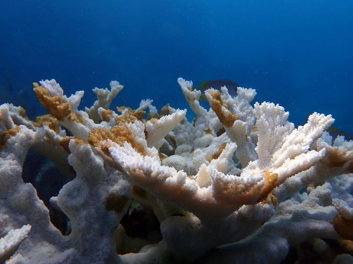 A bleached and dying coral at Sombrero Reef, south of Marathon, Florida.