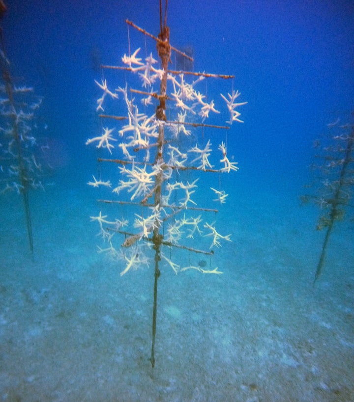 Bleached corals are seen at a coral nursery at Florida's Looe Key on July 21.