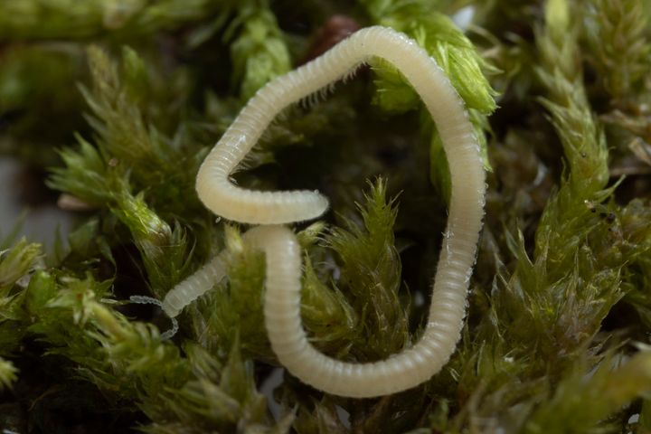 This tiny arthropod known as the Los Angeles Thread Millipede is a new species and was found just beneath the surface by graduate students at a hiking area in Southern California, near a freeway, a Starbucks and an Oakley sunglasses store before reaching Virginia Tech researchers. 