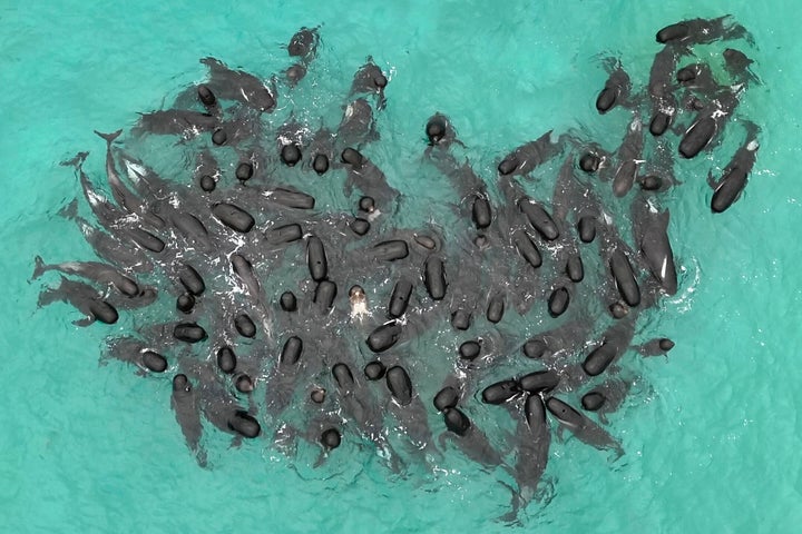 Nearly 100 pilot whales stranded themselves on the beach in western Australia and about half had died by Wednesday morning, despite the efforts of wildlife experts and volunteers to save them.