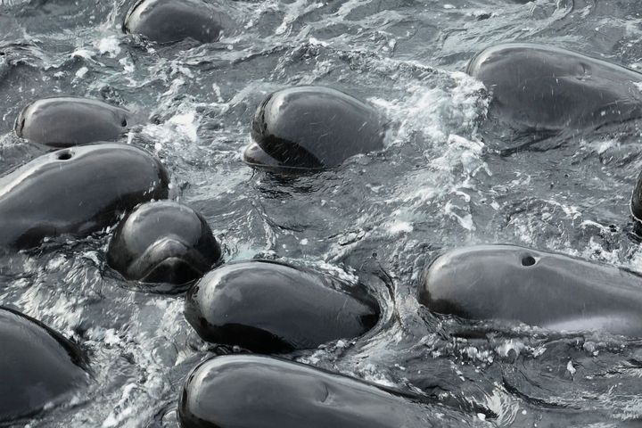 In this photo provided by the Department of Biodiversity, Conservation and Attractions, a pod of long-finned pilot whales gather closely near Cheynes Beach east of Albany, Australia, Tuesday, July 25, 2023, before stranding.