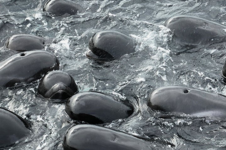 In this photo provided by the Department of Biodiversity, Conservation and Attractions, a pod of long-finned pilot whales gather closely near Cheynes Beach east of Albany, Australia, Tuesday, July 25, 2023, before stranding.