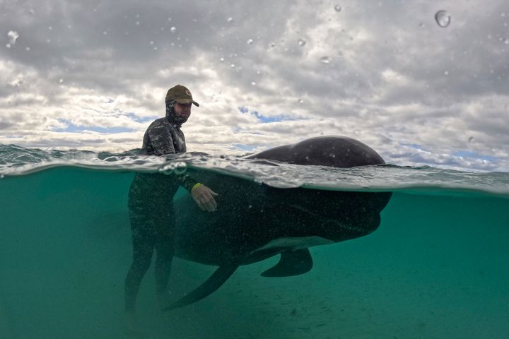 In this photo provided by the Department of Biodiversity, Conservation and Attractions, a rescuer tends to a long-finned pilot whale, Wednesday, July 26, 2023, after nearly 100 whales beached themselves at Cheynes Beach east of Albany, Australia.